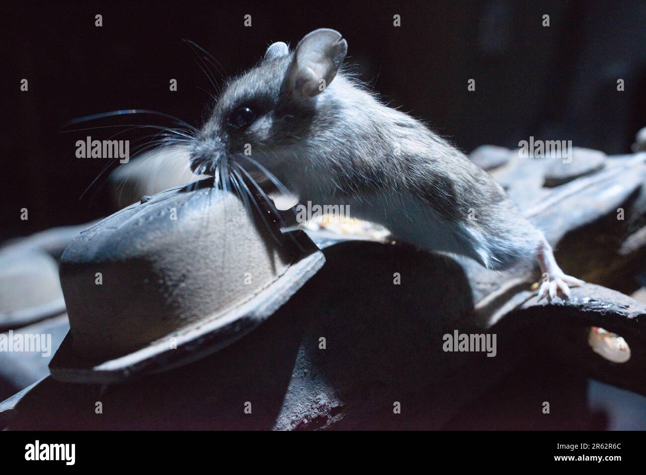 Deer mouse, Socorro, New Mexico, USA. Foto Stock
