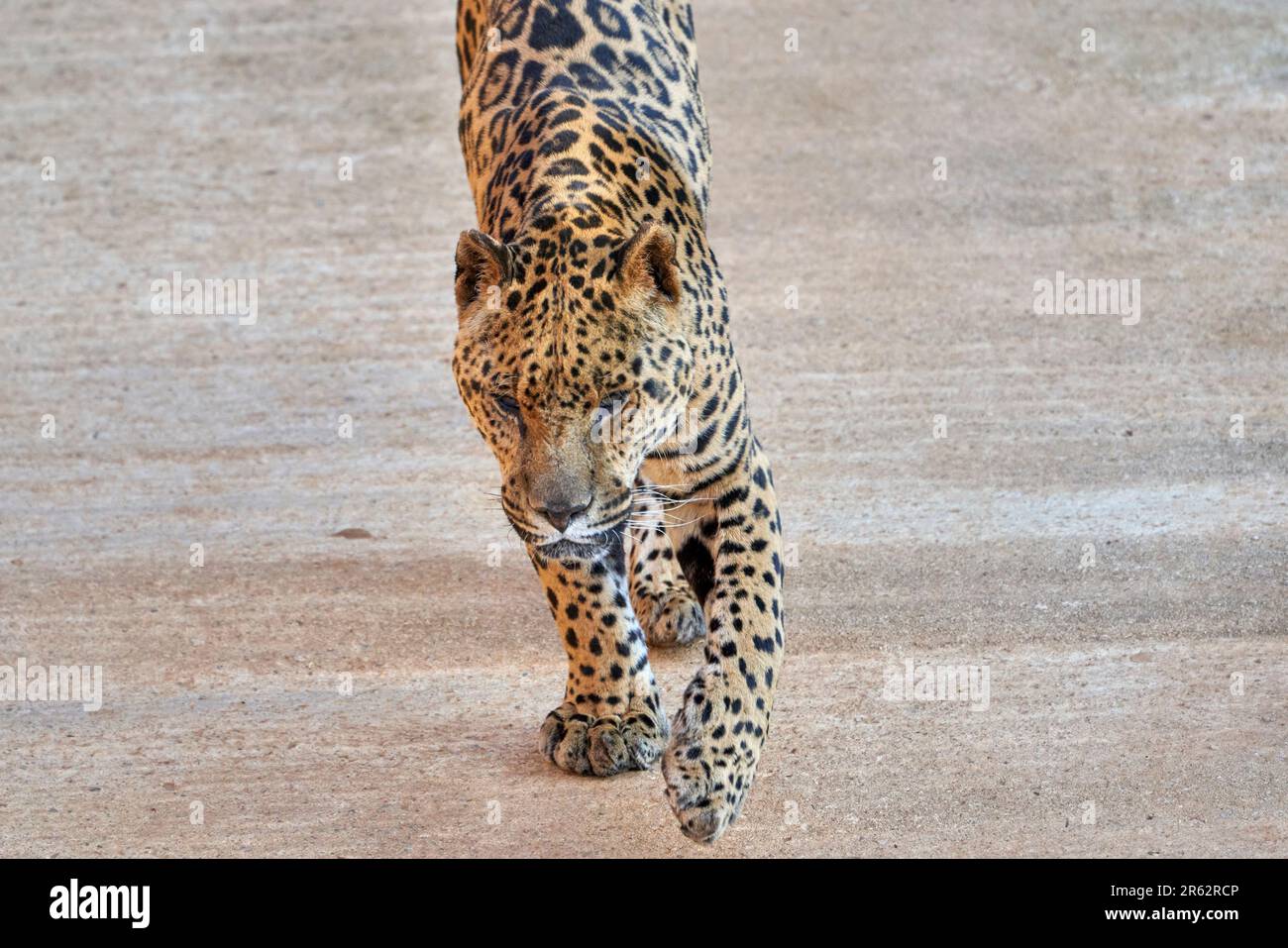 Un maestoso leopardo attraversa un terreno di legno Foto Stock