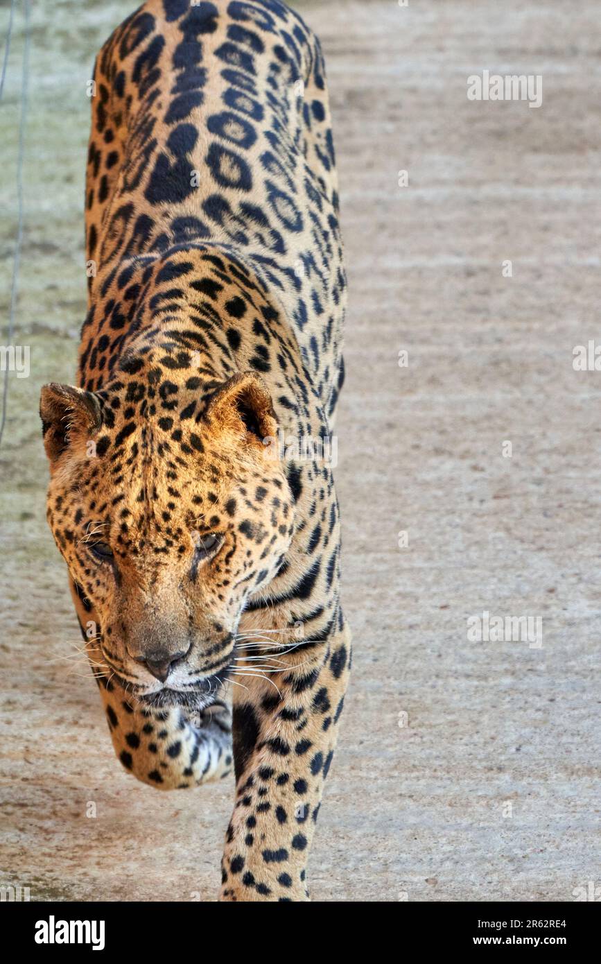 Un leopardo è raffigurato camminando lungo il lato di una strada mentre porta qualcosa in bocca Foto Stock