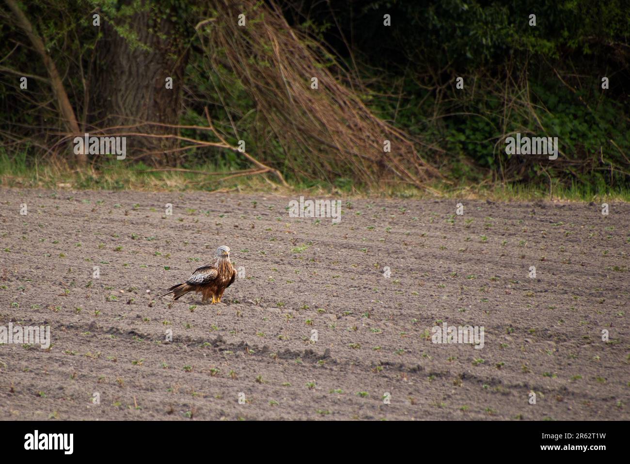 Un maestoso adulto Red Kite (Milvus Milvus) arroccato sul terreno Foto Stock