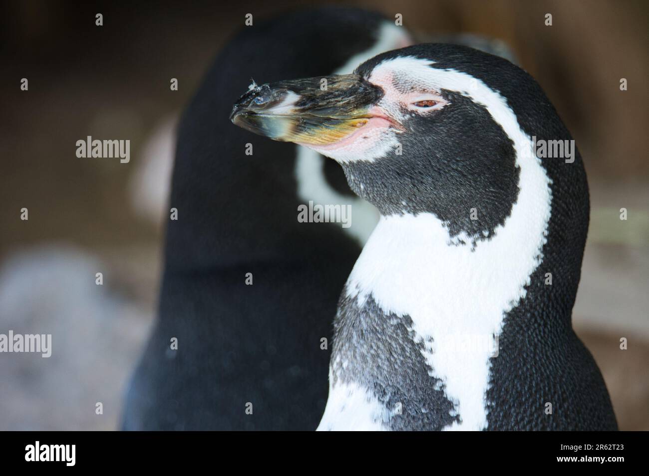 Primo piano di un maestoso pinguino in piedi nel suo ambiente naturale Foto Stock