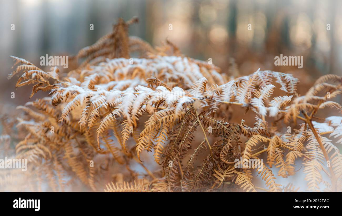 Un primo piano di una piccola pianta coperta di gelo, illuminata da luce naturale Foto Stock
