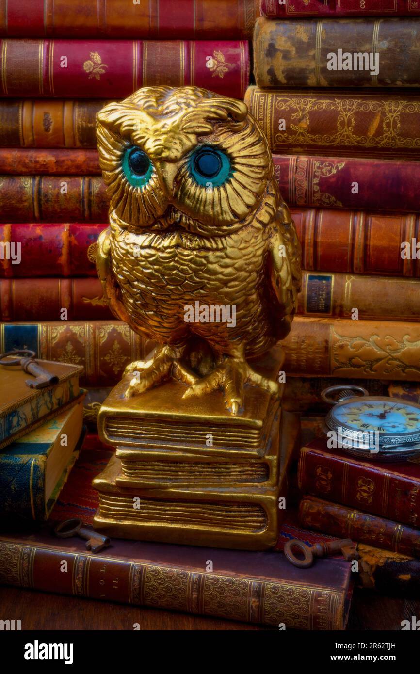 Gufo d'oro sui libri ancora vita Foto Stock