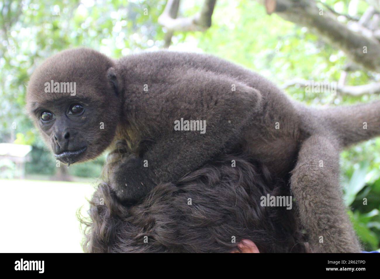 wooly scimmia nel centro di salvataggio Foto Stock
