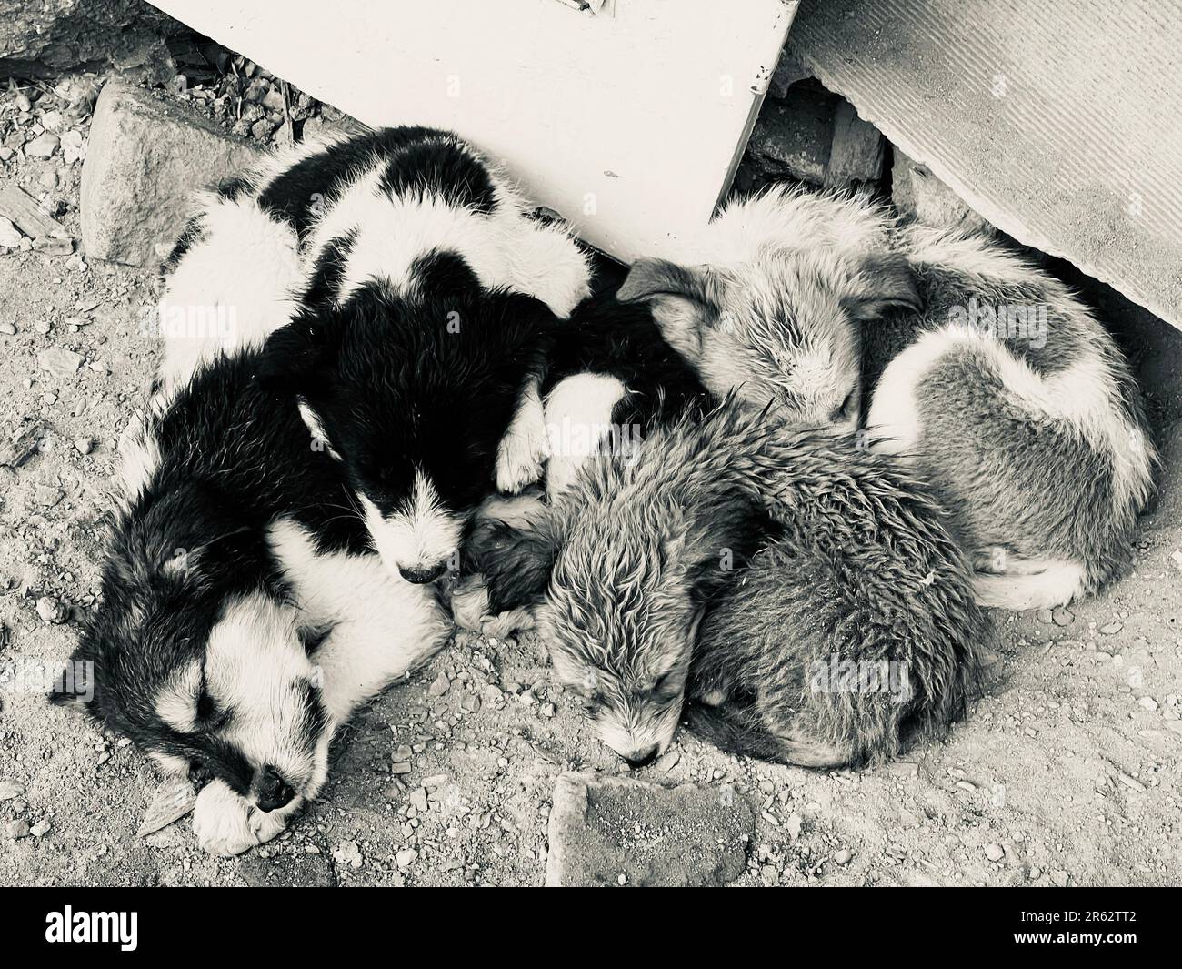 Un gruppo di cinque gatti riuniti, dormendo tranquillamente in un luogo accogliente sotto una recinzione di metallo grigio, situata su una superficie di cemento Foto Stock