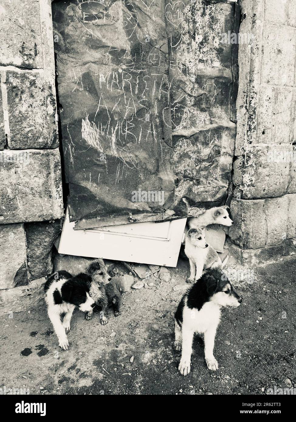 Tre adorabili gattini e due cani amichevoli stanno giocando insieme sul terreno di fronte ad una vibrante parete dipinta con graffiti Foto Stock