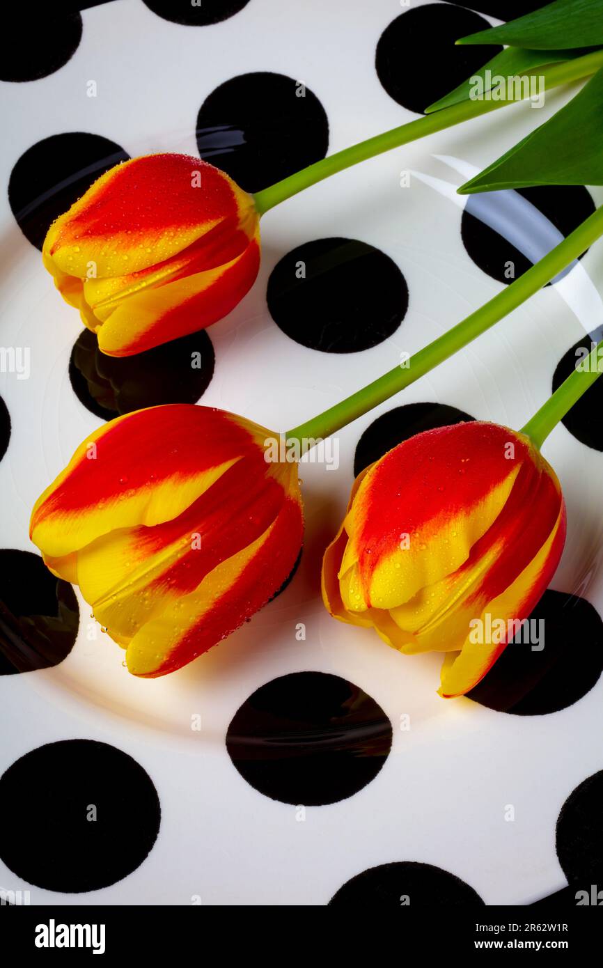 Tre tulipani su Black Dot Plate Still Life Foto Stock