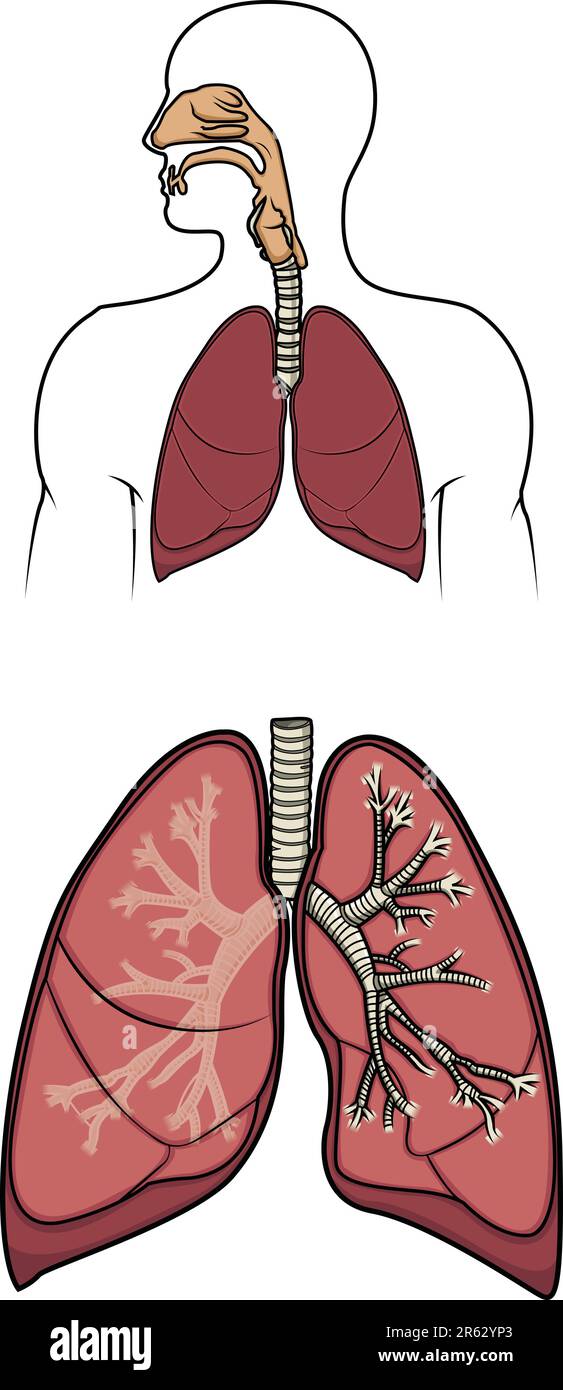 Diagramma di un sistema respiratorio umano in vettore Illustrazione Vettoriale