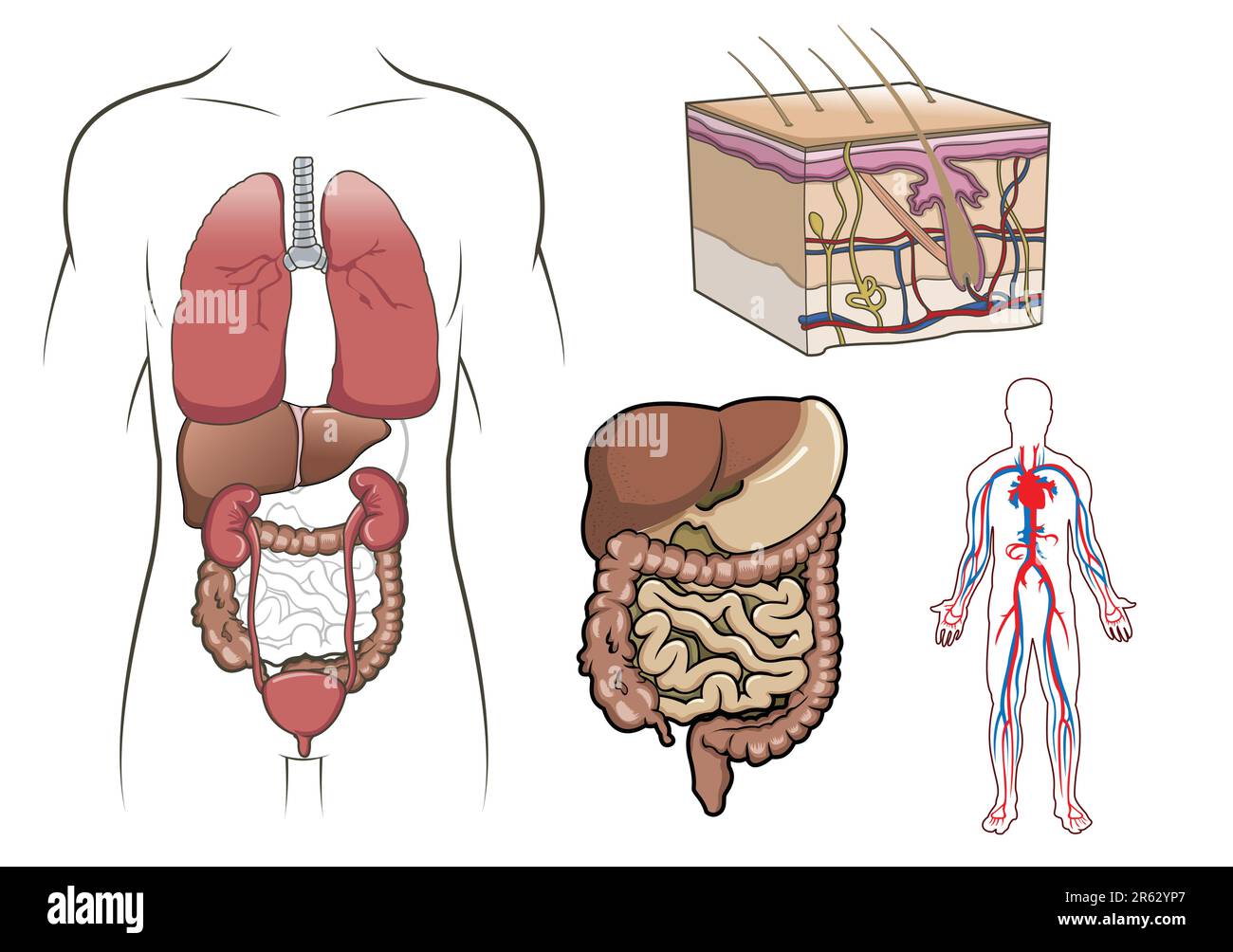 Vettore di anatomia umana Illustrazione Vettoriale