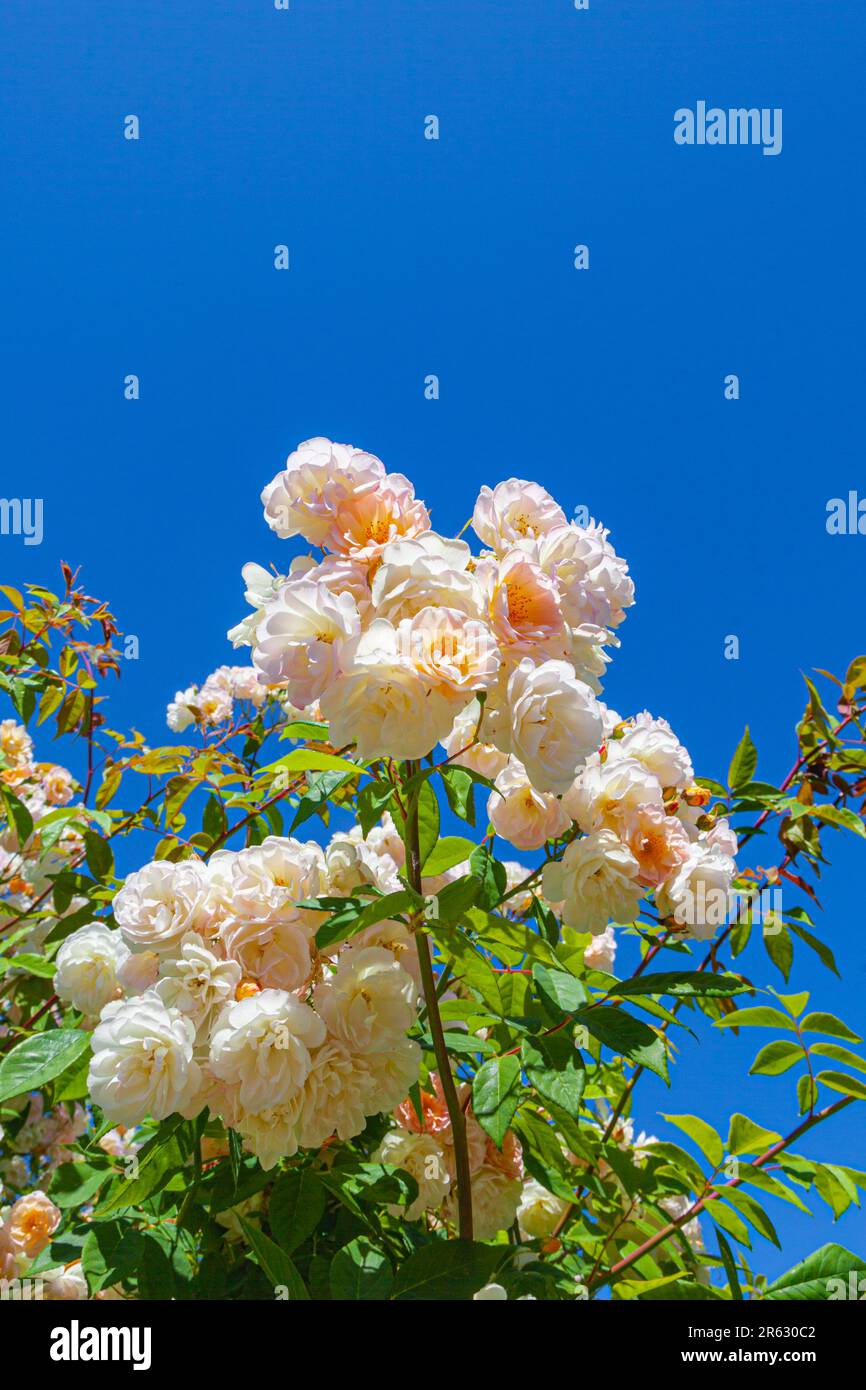 Cluster di fiori di rosa lungo il litorale di Steveston British Columbia Canada Foto Stock