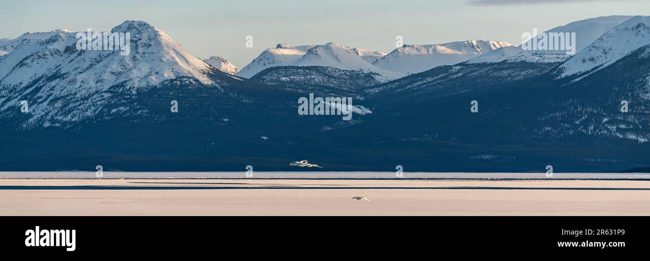 Incredibile paesaggio montano vedute panoramiche del nord del Canada durante la primavera con montagne innevate vedute panoramiche della natura selvaggia, scena incredibile Foto Stock