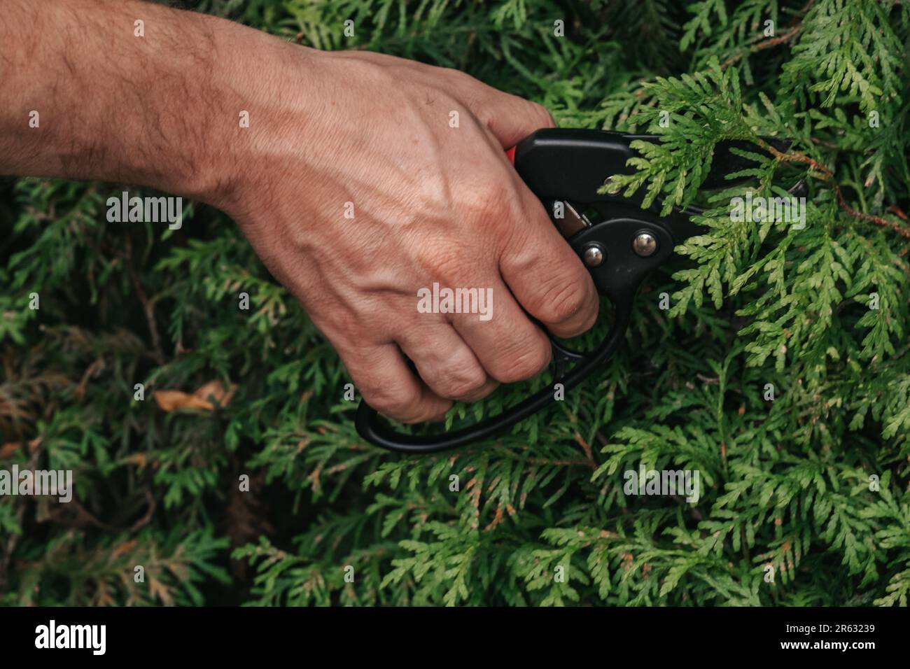 Thuja Brabant potatura. Forbici per il taglio di piante di conifere. Taglierina da giardino in mani maschili taglia una siepe di thuja.formazione di piante e sanitari Foto Stock