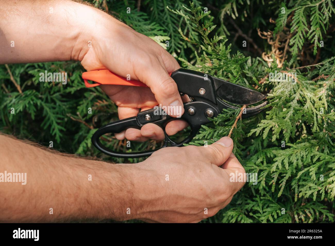 Thuja pruning.Gardening attrezzi. Forbici da giardino per il taglio di piante di conifere. Formazione di piante e potatura sanitaria di piante Foto Stock