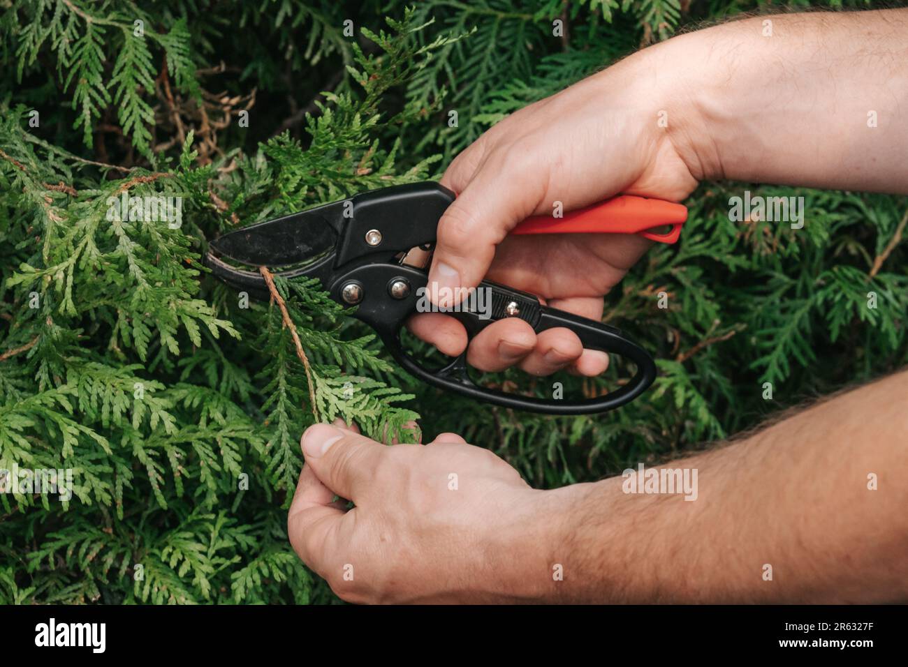 Thuja pruning.Gardening attrezzi. Forbici da giardino per il taglio di piante di conifere. Taglierina da giardino in mani taglia una siepe di thuja.formazione di piante e. Foto Stock