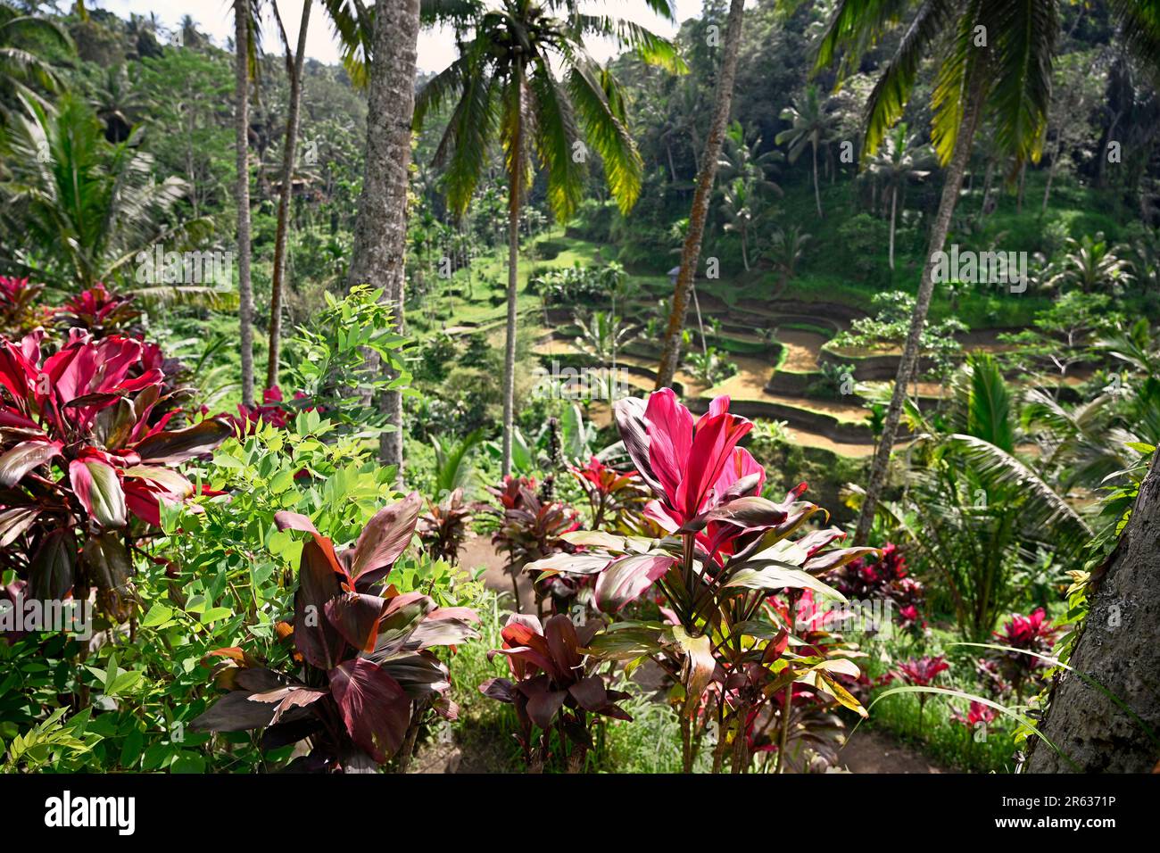 Le brillanti foglie rosse delle piante frutticose di Cordyline sopra le terrazze di riso di Tegallalang, Ubud, Bali Foto Stock