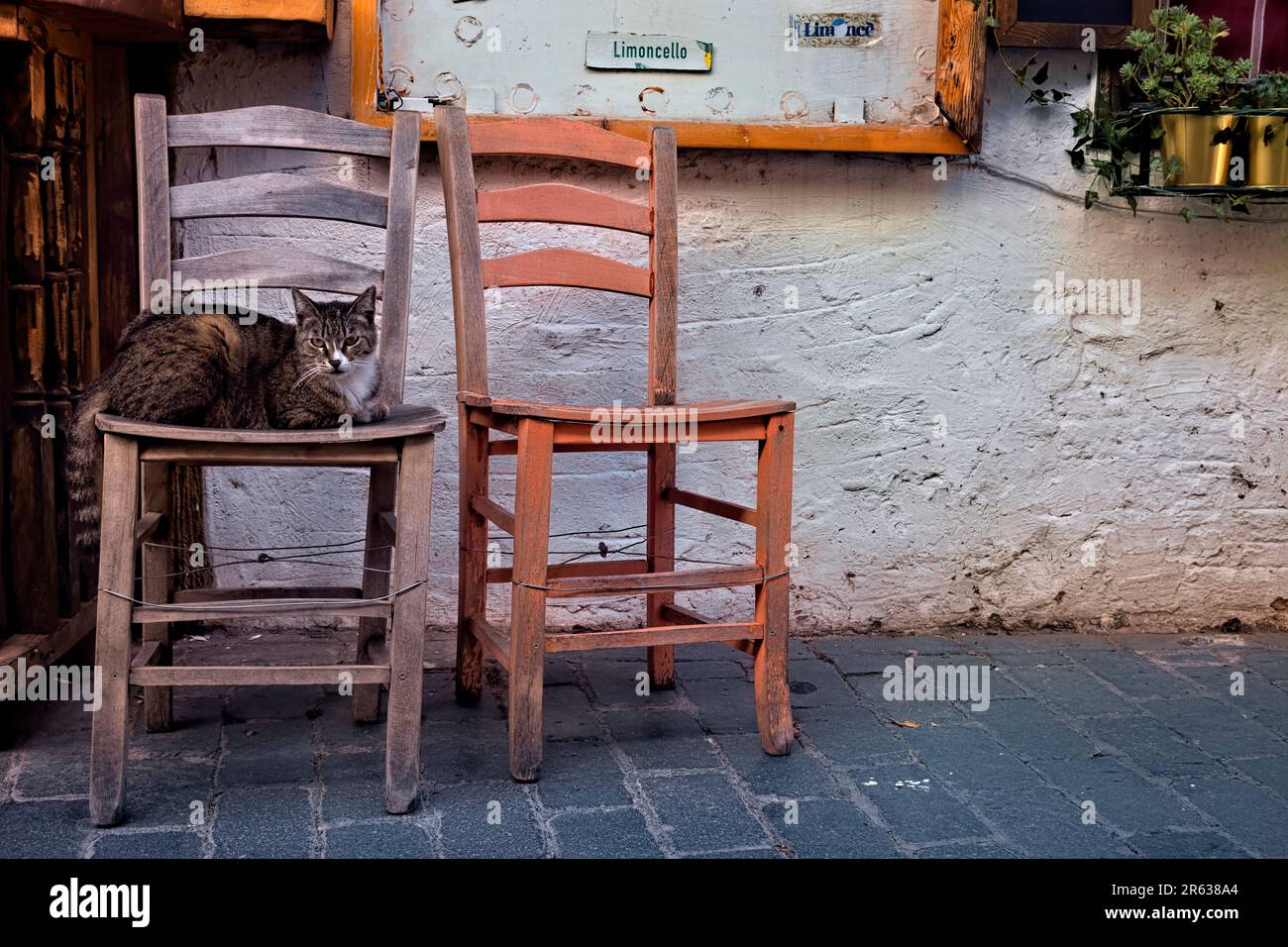 Gatto in un caffè nella piazza principale di Kaş, Turchia Foto Stock