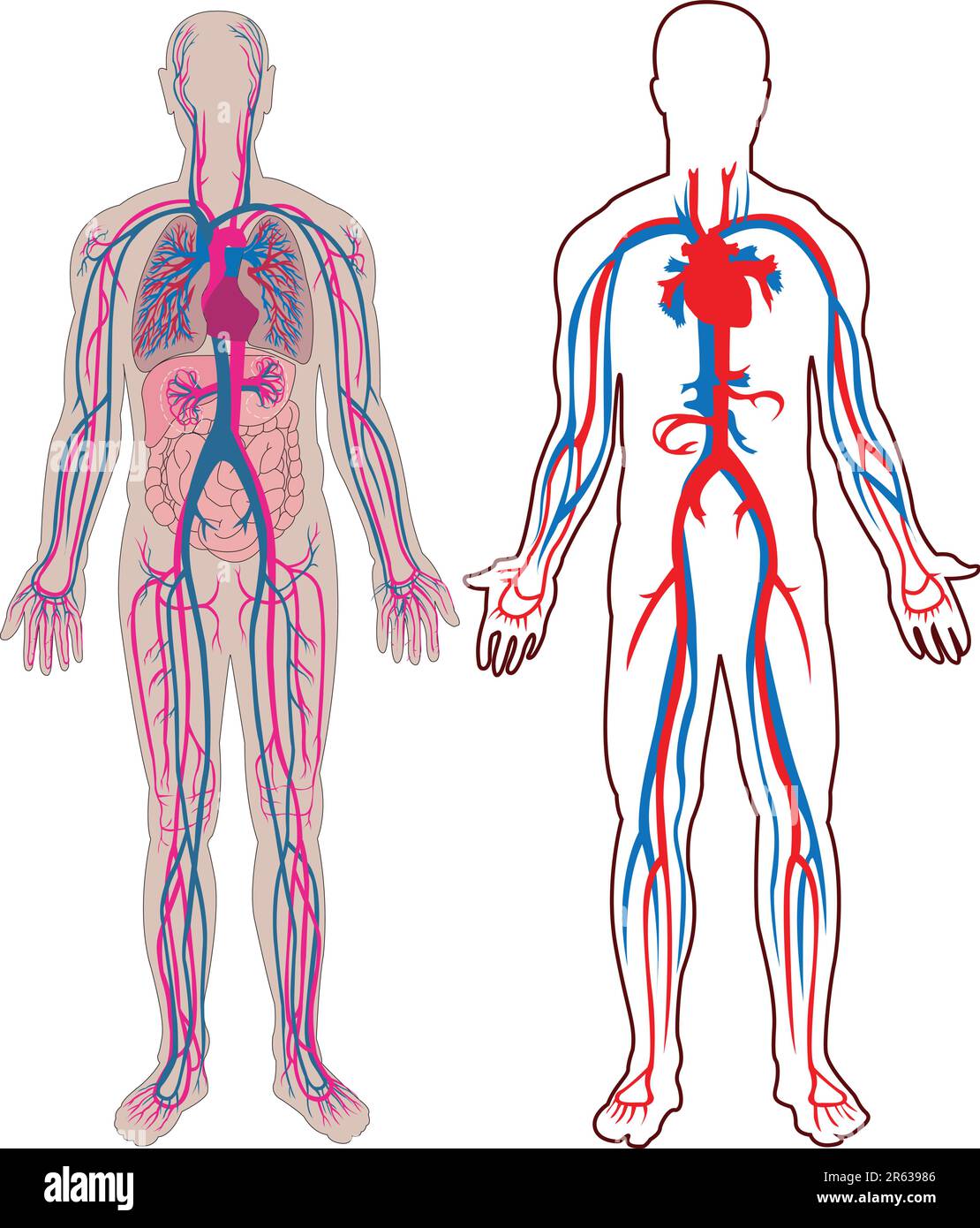 Diagramma della vena umana e dell'anatomia nel vettore Illustrazione Vettoriale
