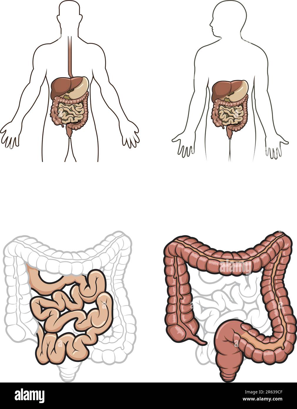 Diargram che mostra il sistema digestivo umano in vettore Illustrazione Vettoriale