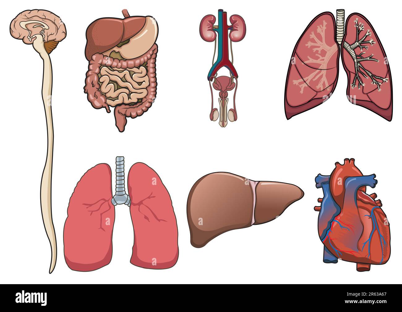 L'organo umano è costituito da cervello, polmoni, cuore, apparato digerente e rene in vettore Illustrazione Vettoriale