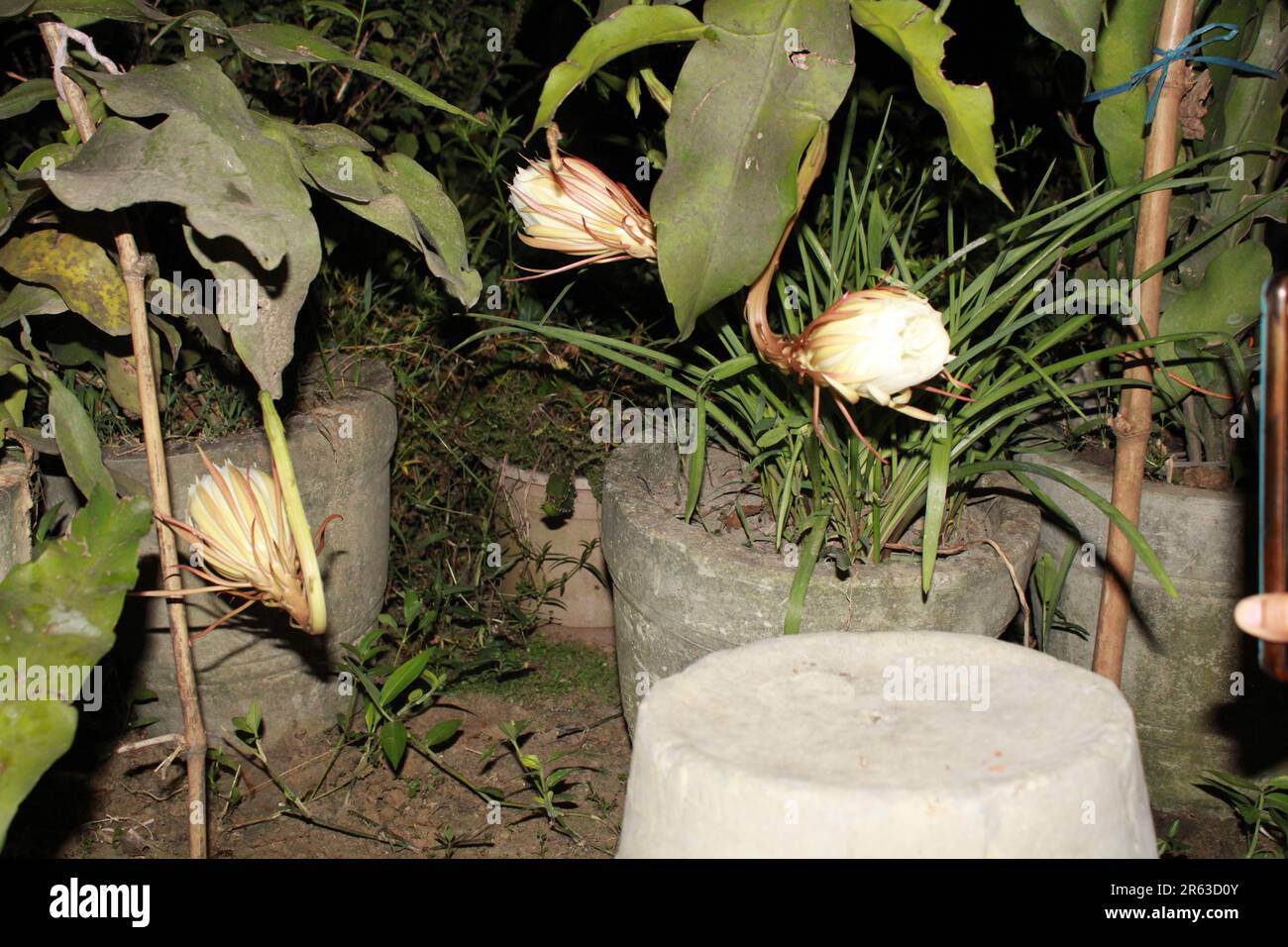 Fiore della regina della notte immagini e fotografie stock ad alta  risoluzione - Alamy