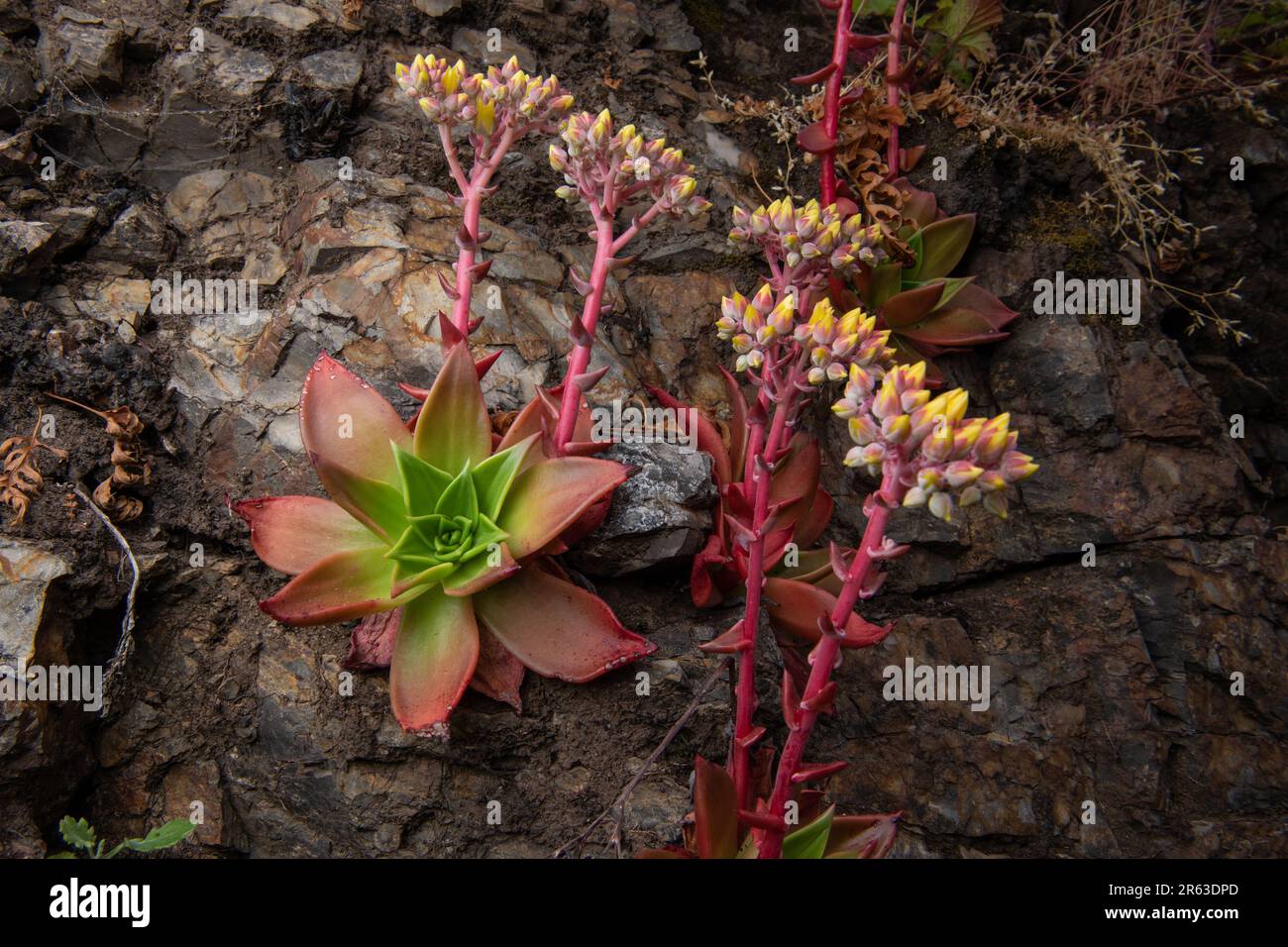 Canyon Dudleya o Live-forever, Dudleya Cymosa, una pianta succulenta della California fiorita a Point Reyes National Seashore, California. Foto Stock