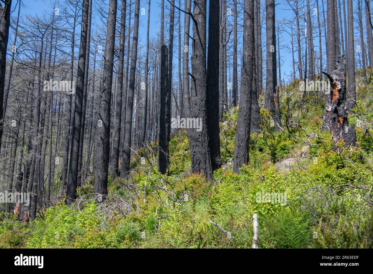 Dopo il fuoco della foresta di Woodward in California, molti alberi incendiati rimangono, ma l'ambiente inizia a guarire con la crescita del sottobosco. Foto Stock