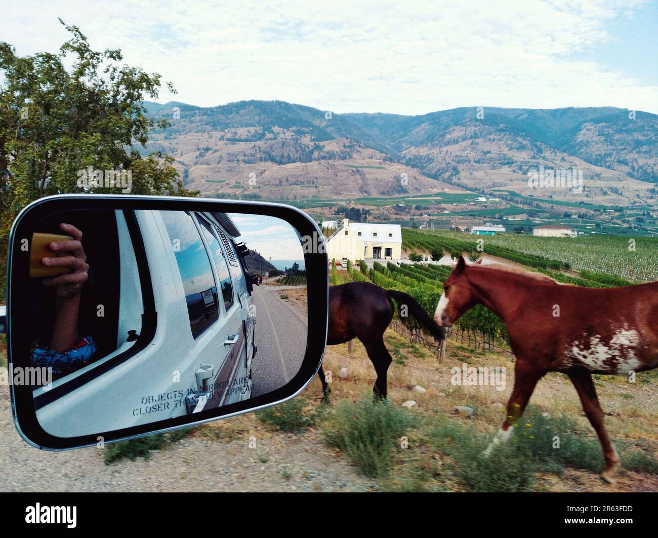 Vista laterale o raro specchio che si affaccia sui cavalli camminando su una strada di campagna. Posizione - Black Sage rd., comunità Inkaneep, tra la città Foto Stock