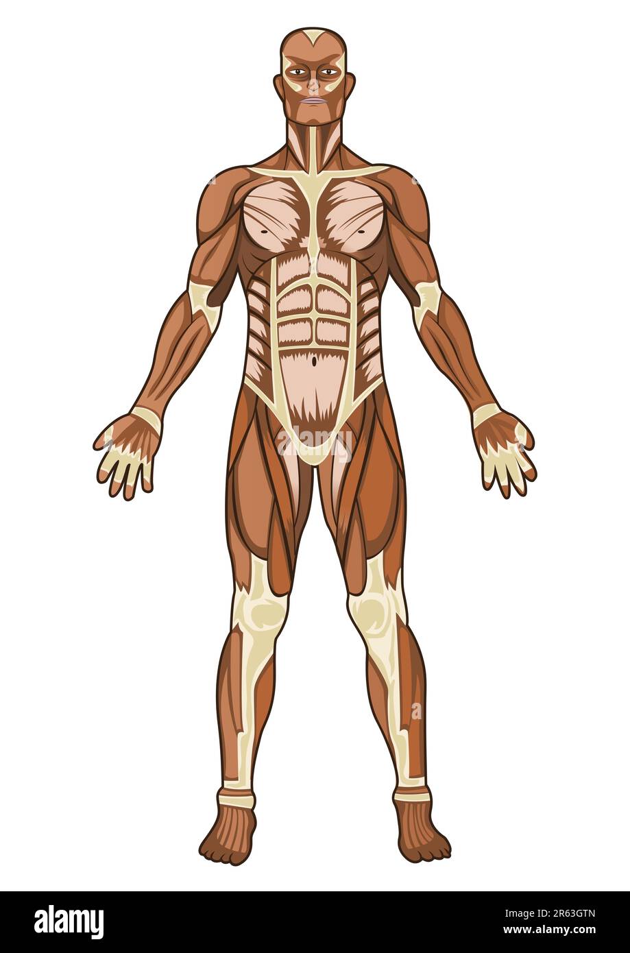 Illustrazione del concetto medico di anatomia umana in vettore Illustrazione Vettoriale