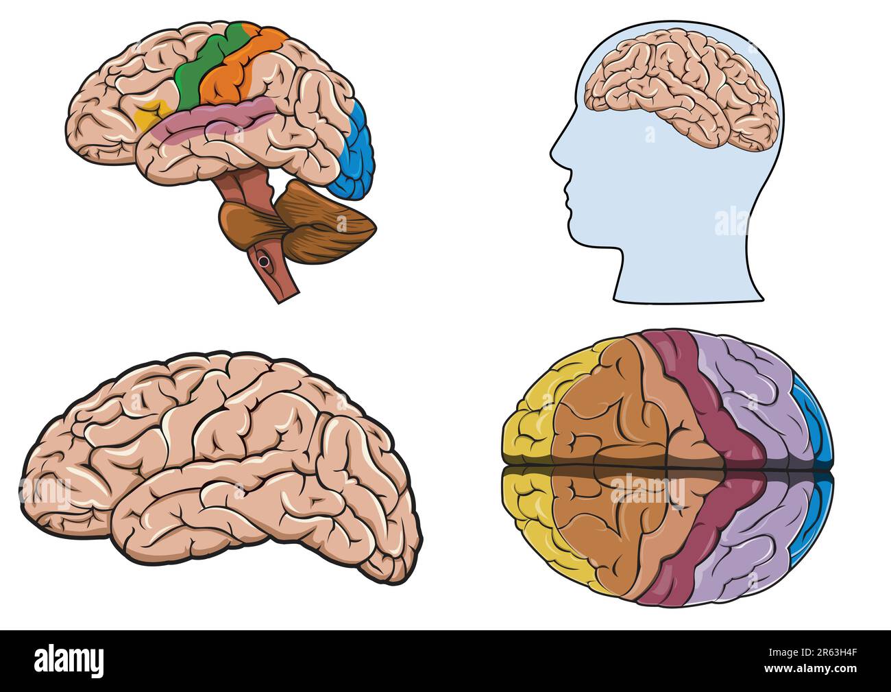 Diagramma di un cervello umano in vettore Illustrazione Vettoriale