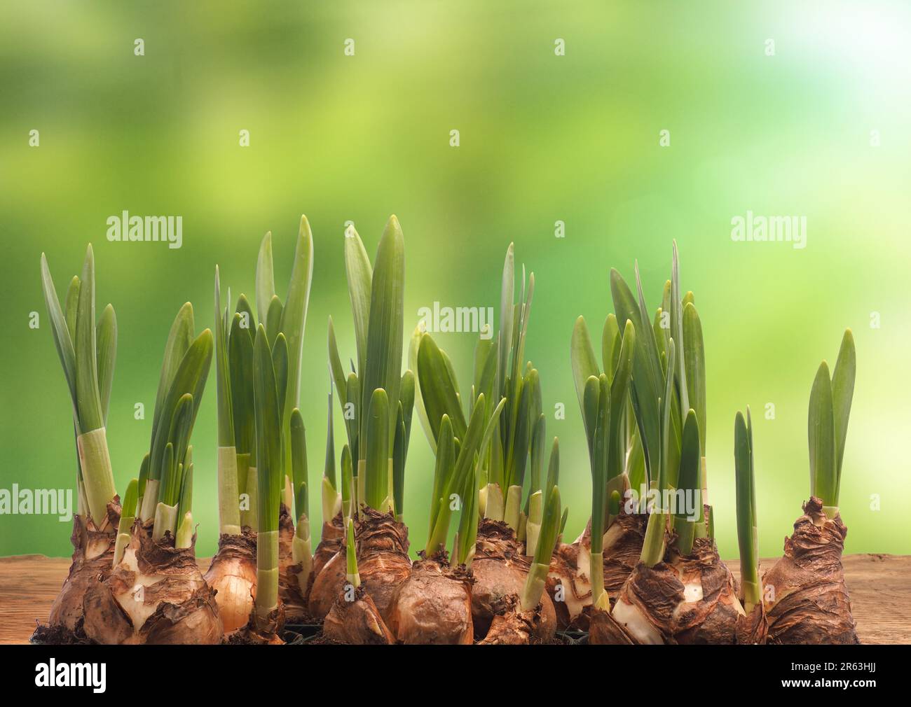Bulbi di Daffodil su un tavolo di legno con sfondo sfocato natura e svasature, sfondo stagionale, periodo di primavera Foto Stock