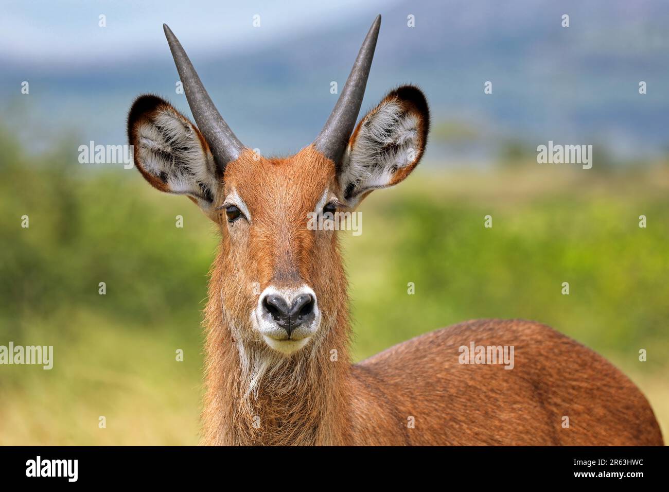 Defassa Waterbuck (Kobus defassa), Parco Nazionale della Regina Elisabetta Uganda Foto Stock