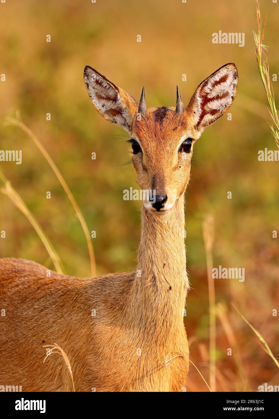 Oribi (Ourebia ourebi), Murchison Falls Nationalpark Uganda Foto Stock