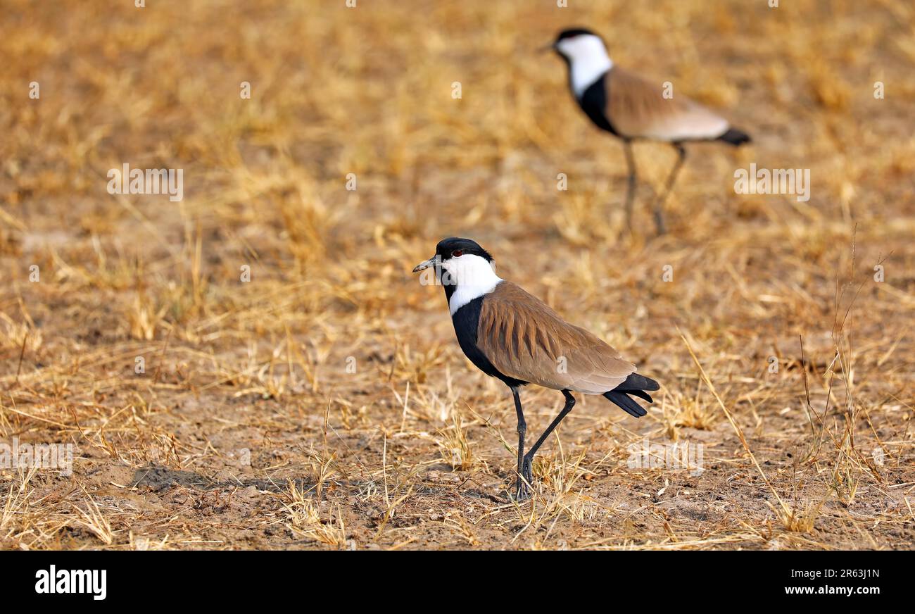 Lapwing ad ali dritte (Vanellus spinosus), Murchison Falls National Park Uganda Foto Stock