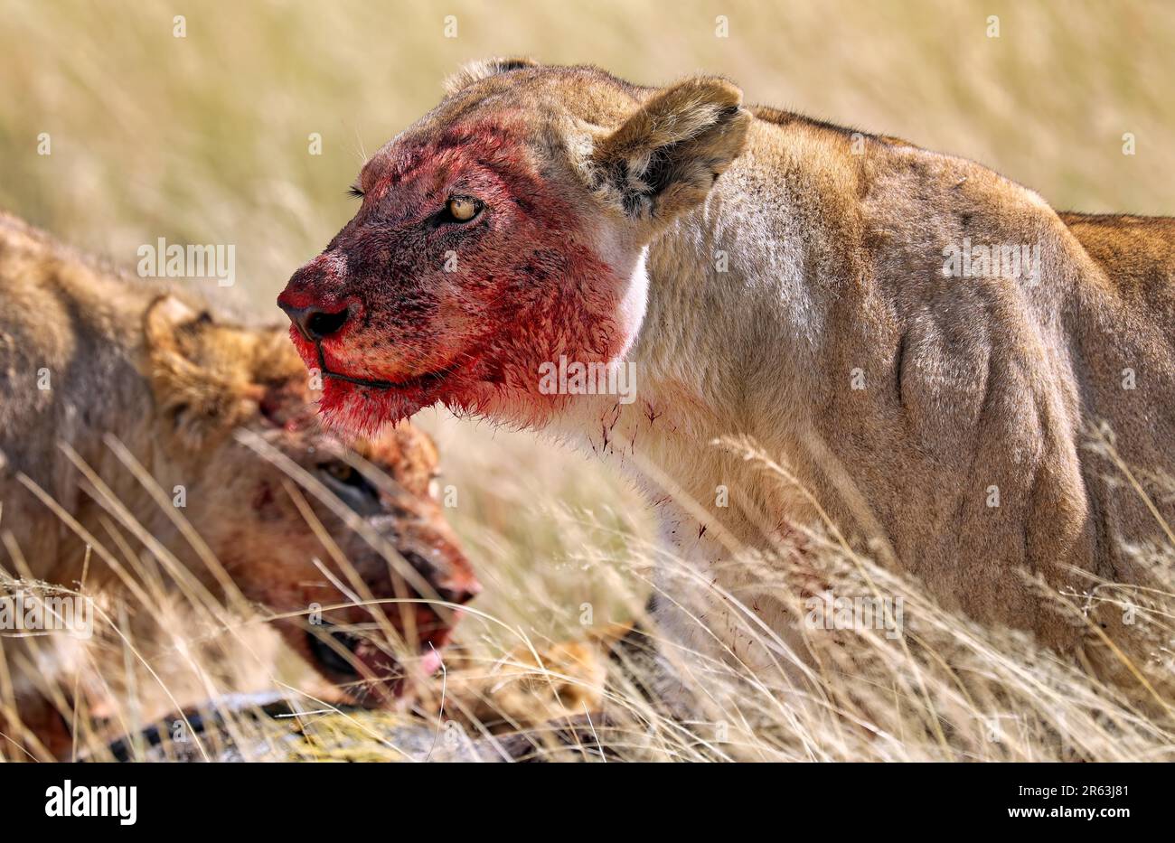 Leonessa (Panthera leo) con un volto sanguinoso, Parco Nazionale Etosha, Namibia Foto Stock