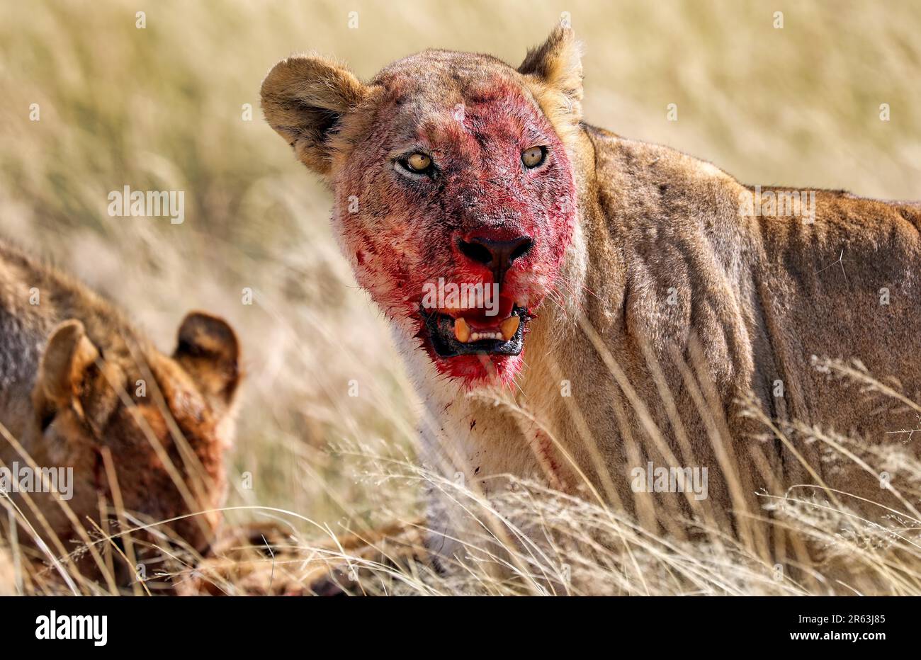 Leonessa (Panthera leo) con un volto sanguinoso, Parco Nazionale Etosha, Namibia Foto Stock