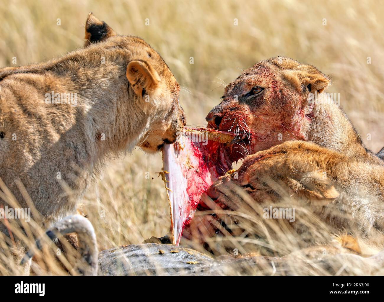 Leonessa (Panthera leo) con un volto sanguinoso, Parco Nazionale Etosha, Namibia Foto Stock