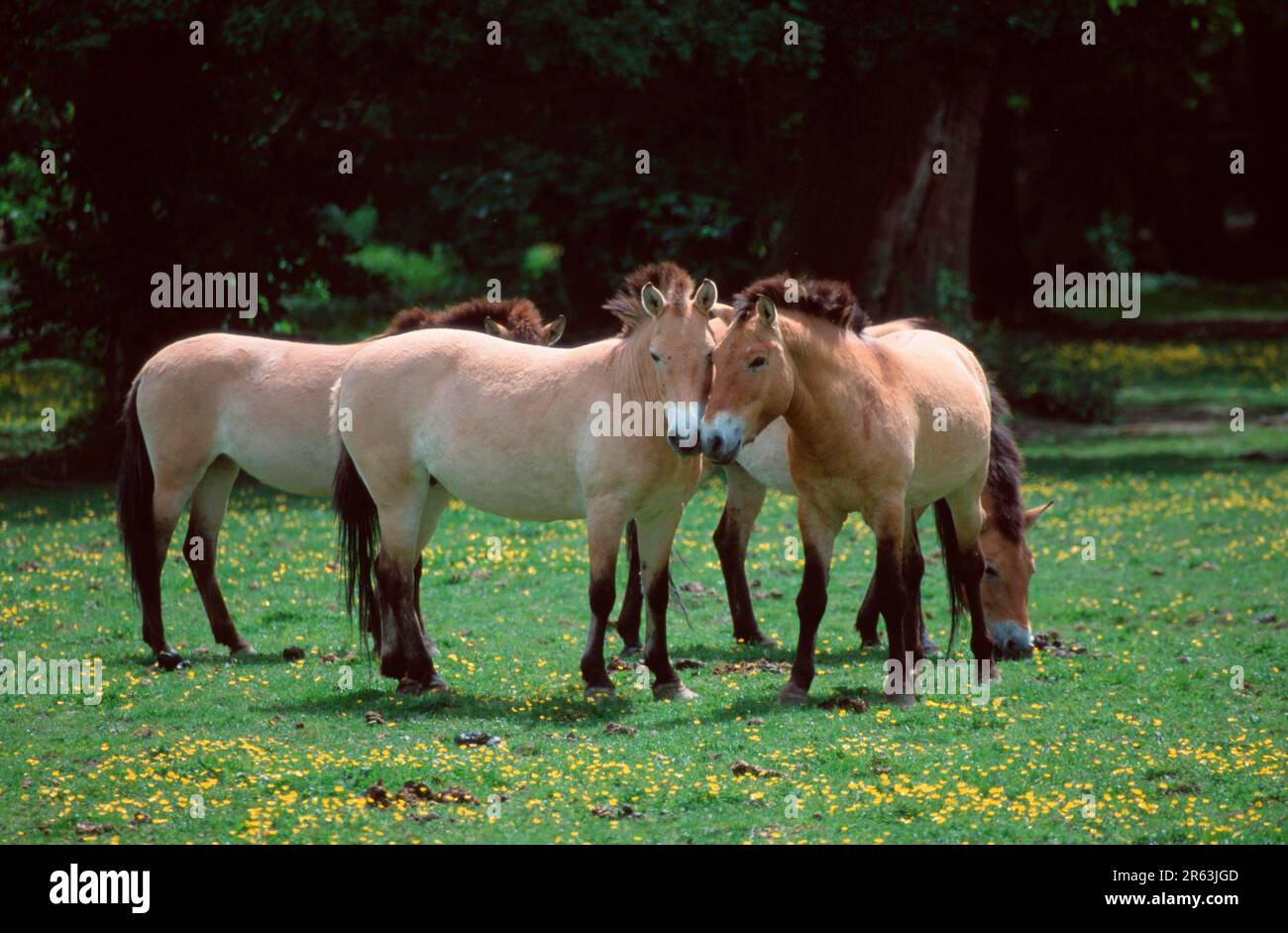 Cavalli di Przewalski (Equus przewalskii), Pair, cavalli selvatici di Przewalski, Pair (mammiferi) (animali mammari) (animali con cappuccio) (cavalli) (equipaggi) (punte dispari Foto Stock