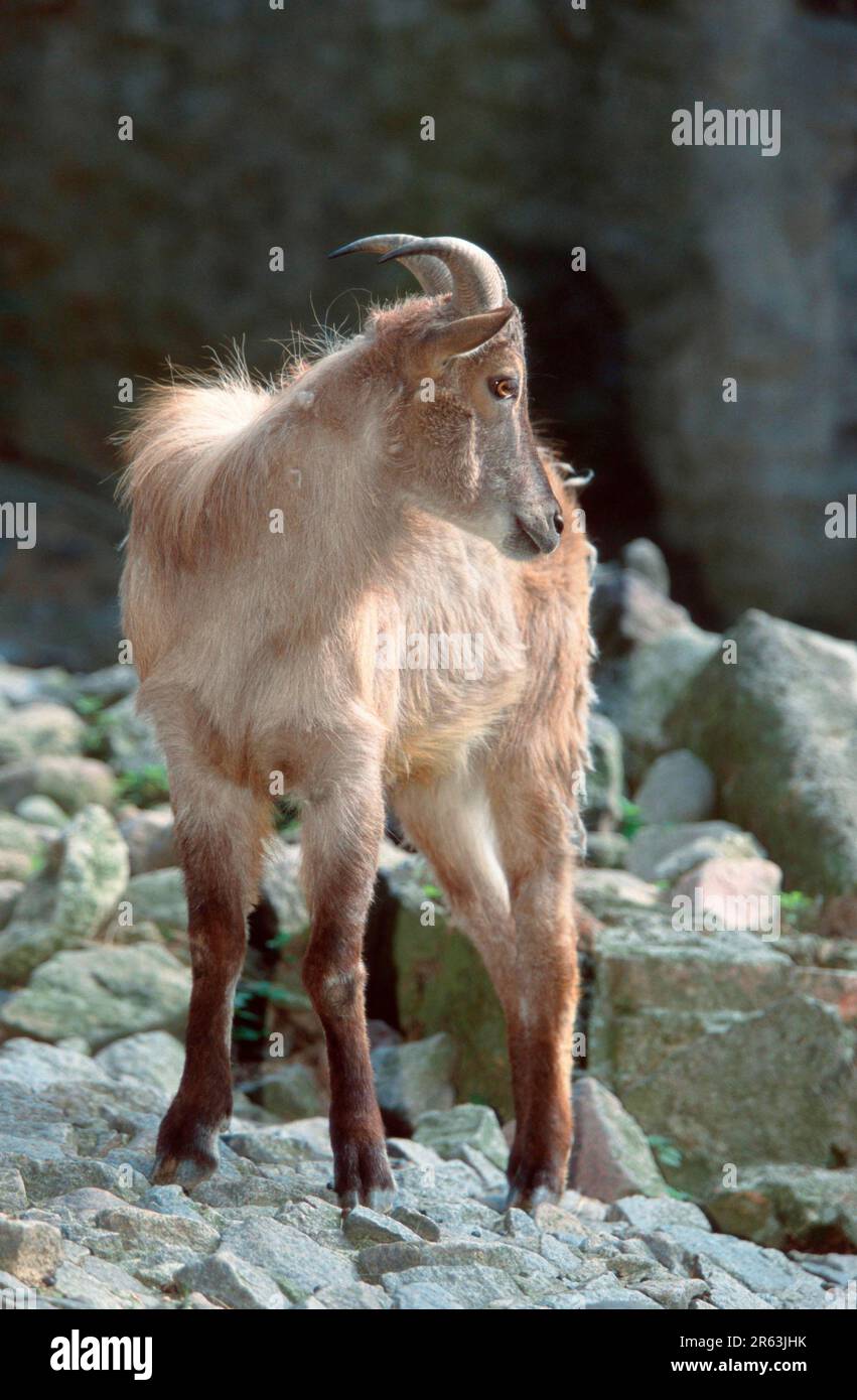 Himalaya-Thar, Weibchen (Hemitragus jemalahicus), Himalayan Thar, femmina, [Saeugetiere, Mammiferi, Huftiere, Paarhufer (animali artiodattili), Asien Foto Stock