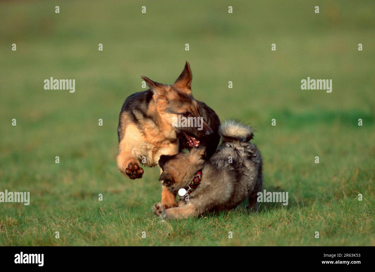 Pastore tedesco e cane di razza mista, cuccioli, alsaziano Foto Stock