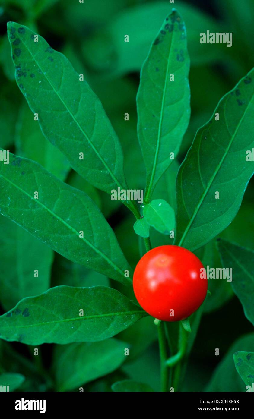 Nightshade, frutta (Solanum capsicastrum), frutta, piante, famiglia di nightshade, Solonaceae, fruttato, foglia, foglie, marciume, rosso, verticale Foto Stock