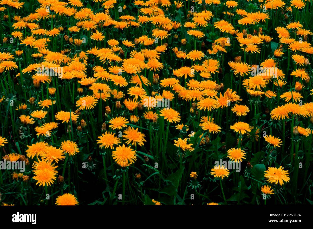 Dente di leone (Taraxacum officinale), luminoso, lussureggiante, crescita, espansione, Giallo, verde, Europa, primavera, paesaggio, Orizzontale, fiorito, prato, prato) Foto Stock