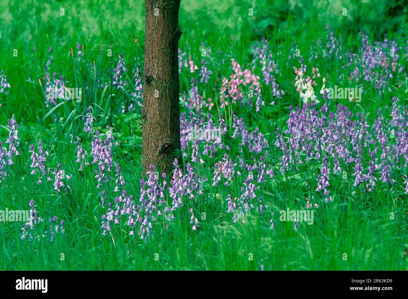 Campanelle spagnole (Endymion hispanicus) (Scilla hispanicus), campanelle, fiori, piante bulbose, famiglia dei giglio, Liliaceae, fioritura, Europa, primavera Foto Stock