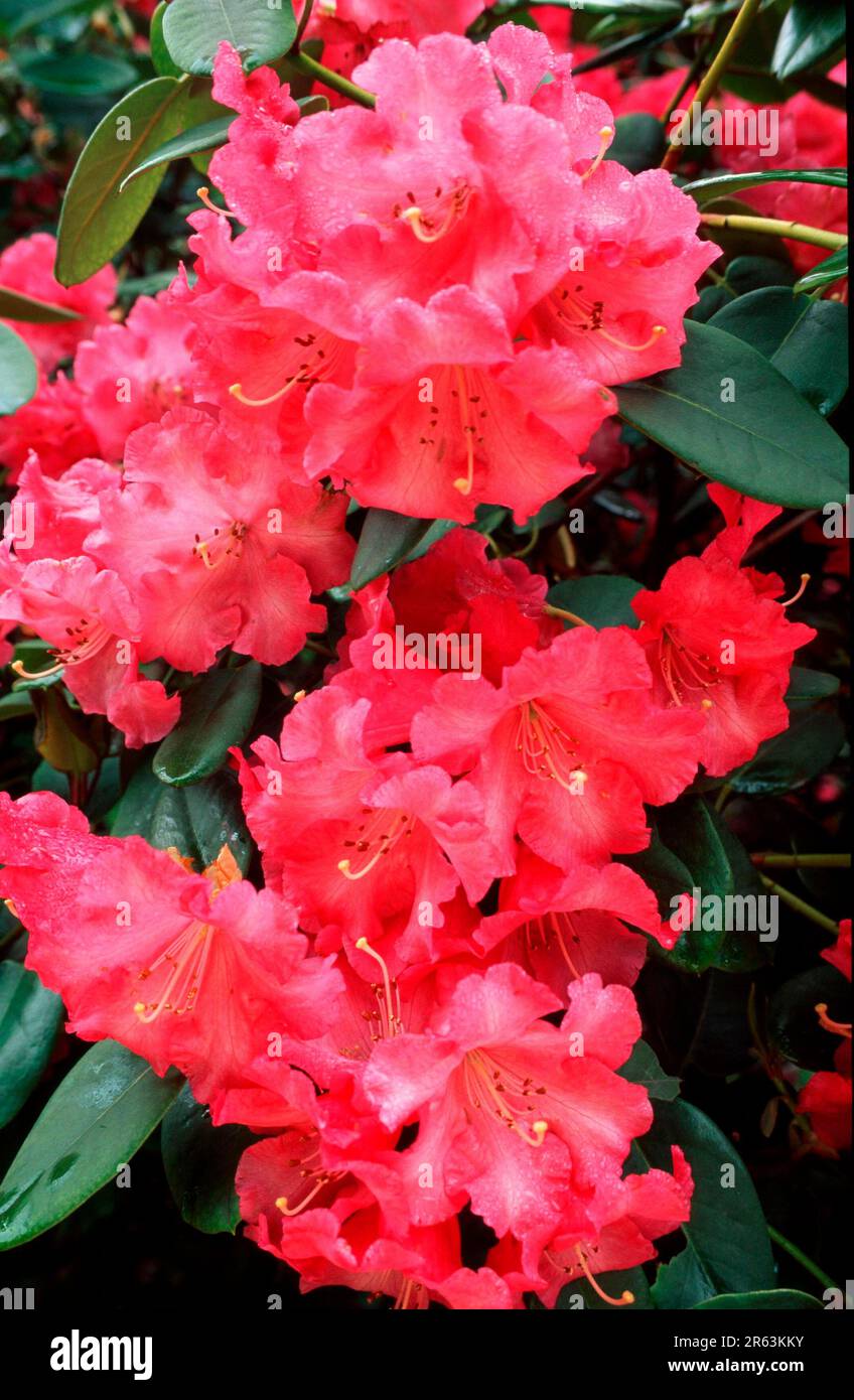 Rhododendron (arbusti) (Rhodendron williamsianum ibride) (piante) (famiglia di brughiera (Ericaceae) (piante da giardino) (cespuglio) (piante ornamentali) (fiori) Foto Stock