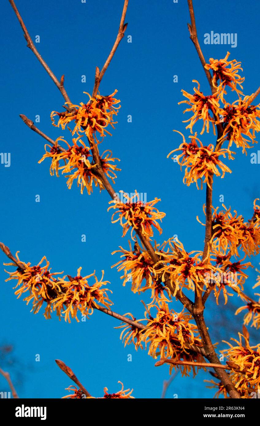 Hitch Hazel ibrido (Hamamelis intermedia) 'Primavera', fiori, witch-Hazels (Hamamelidaceae), piante da giardino fioritura, giallo, primavera, ramo Foto Stock