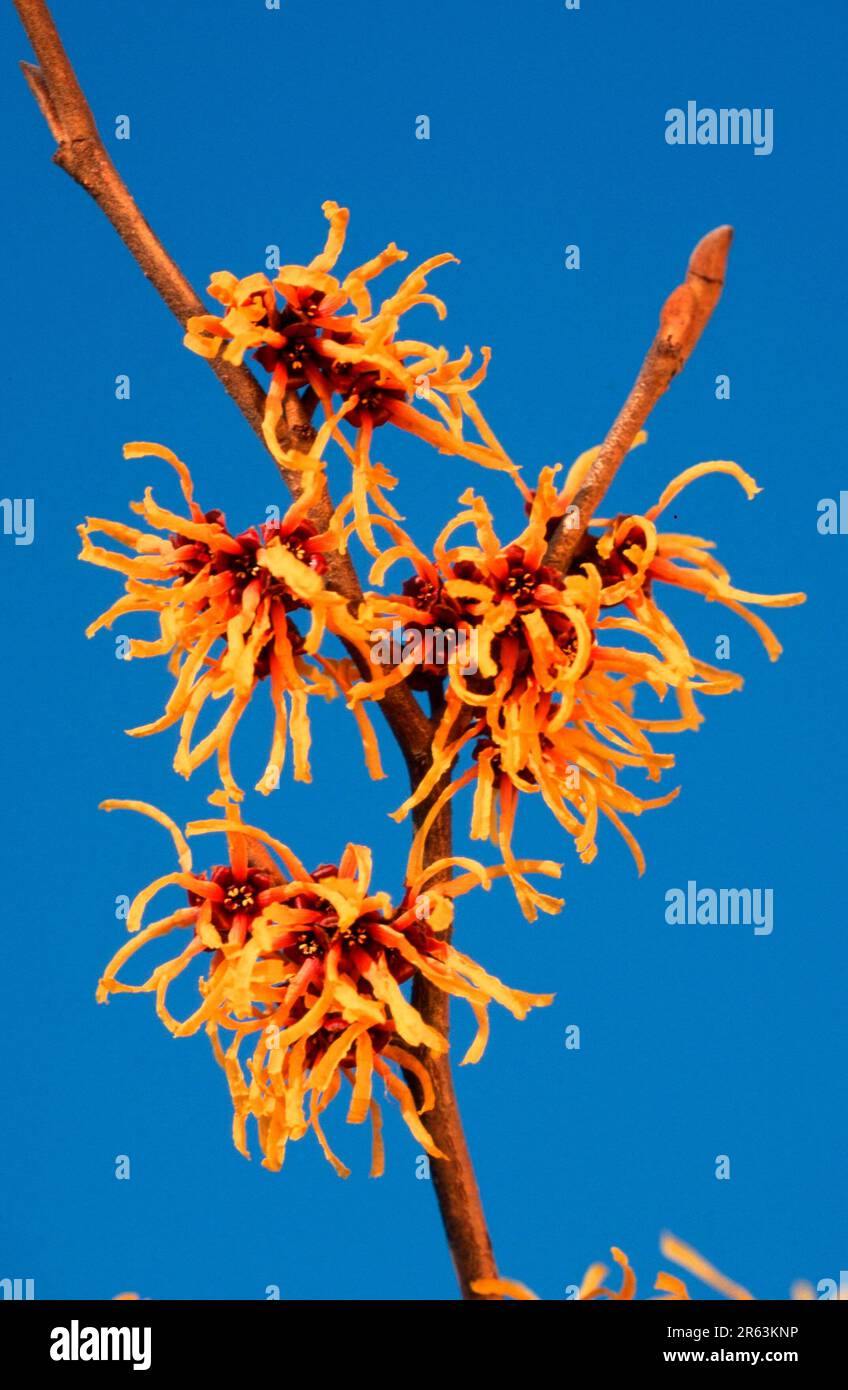 Zaubernuss 'Primavera', Blueten (Hamamelis intermedia), flowers, Zaubernussgewaechse, Gartenpflanzen, Piante da giardino (Hamamelidaceae), fiori, fiori Foto Stock