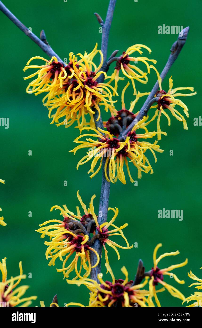 Zaubernuss 'Primavera', Blueten (Hamamelis intermedia), fiori, [Pflanzen, piante (Hamamelidaceae), Zaubernussgewaechse, Gartenpflanze, giardino Foto Stock