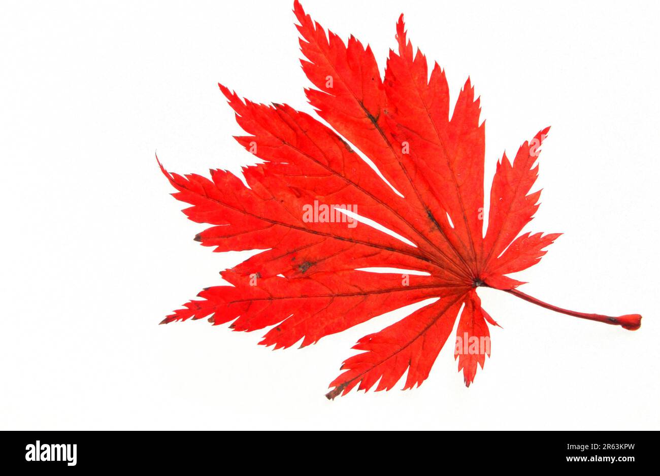 Acero giapponese (Acer japonicum), foglia autunnale Foto Stock