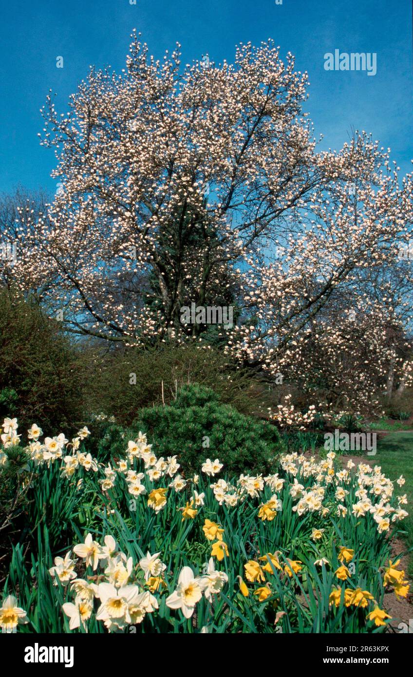 Magnolia, in fiore, e Daffodils, Germania (Magnolia cobus), Magnolie, Bluehend, und Osterglocken, Deutschland, Laubbaum, Laubbaeume, deciduo Foto Stock
