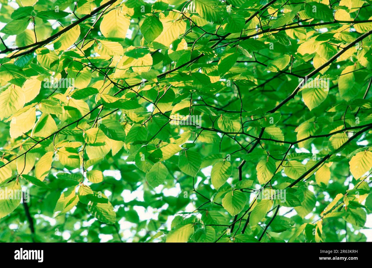Foglie di faggio in primavera, faggio comune del Nord (Fagus sylvatica), foglie di faggio in primavera, Renania del Nord-Vestfalia, Germania, piante, famiglia di faggio Foto Stock
