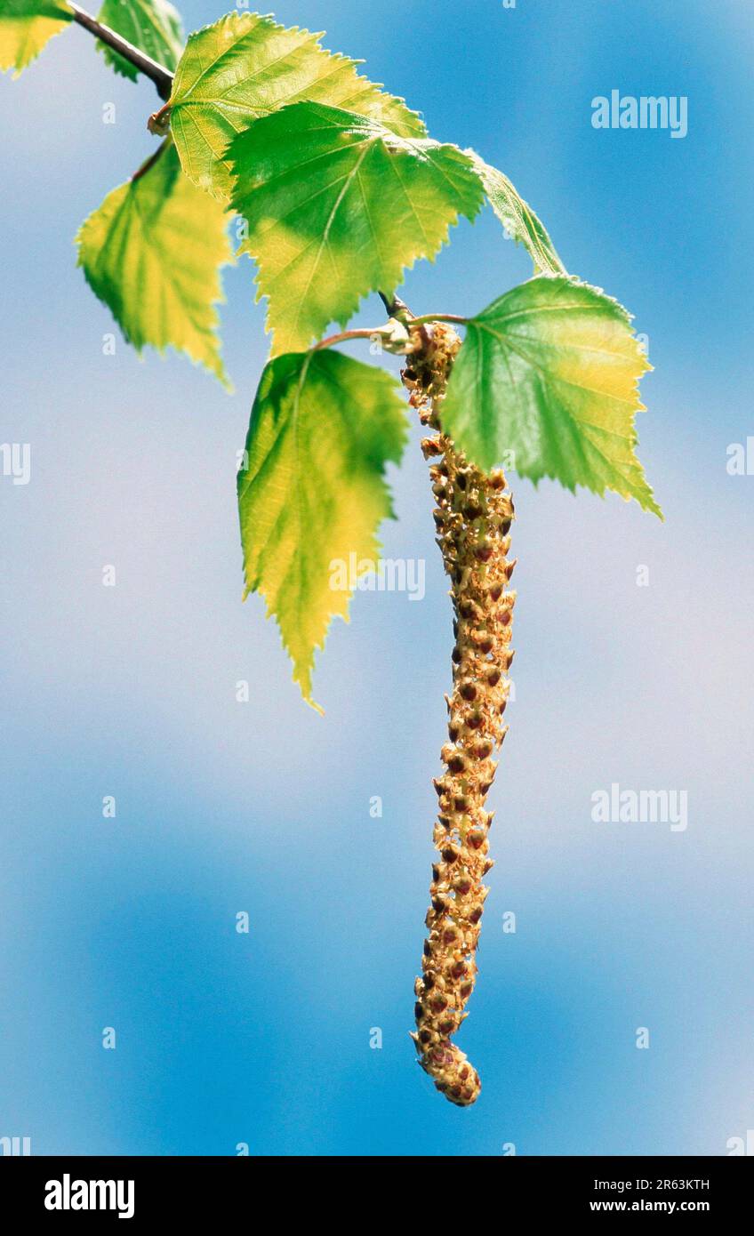 Birch d'argento (Betula pendula), foglie e catkin, Haengebirke, Blaetter und Kaetzchen, Haengebirke, Pflanzen, piante, Birkengewaechse, betulaceae Foto Stock